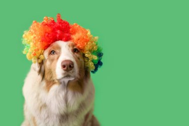 Yeşil arka planda palyaço peruğu takmış şirin Avustralya çoban köpeği. Nisan 1 Kutlaması