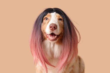 Kahverengi arka planda şık peruklu şirin Avustralya çoban köpeği. Nisan 1 Kutlaması