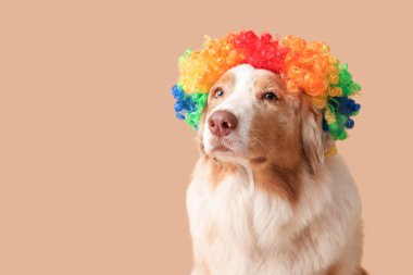 Kahverengi arka planda palyaço peruğu takmış şirin Avustralya çoban köpeği. Nisan 1 Kutlaması