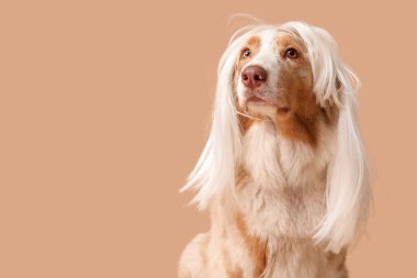 Kahverengi arka planda beyaz peruklu şirin Avustralya çoban köpeği. Nisan 1 Kutlaması