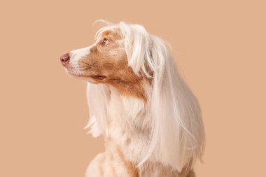 Kahverengi arka planda beyaz peruklu şirin Avustralya çoban köpeği. Nisan 1 Kutlaması