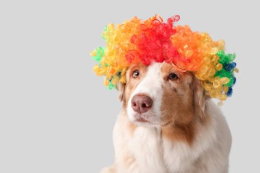 Gri arka planda palyaço peruğu takmış şirin Avustralyalı çoban köpeği. Nisan 1 Kutlaması
