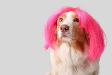 Gri arka planda pembe peruklu şirin Avustralya çoban köpeği. Nisan 1 Kutlaması