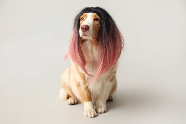 Gri arka planda şık peruklu şirin Avustralya çoban köpeği. Nisan 1 Kutlaması