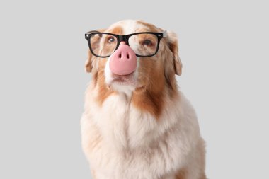 Gri arka planda gözlüklü şirin Avustralya çoban köpeği. Nisan 1 Kutlaması