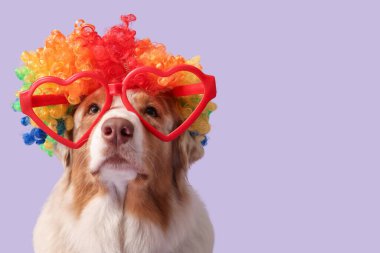 Palyaço peruğu takmış şirin Avustralyalı çoban köpeği ve leylak arka planda kalp şeklinde gözlük. Nisan 1 Kutlaması