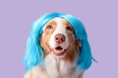 Leylak arka planında mavi peruklu şirin Avustralya çoban köpeği. Nisan 1 Kutlaması