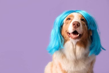 Leylak arka planında mavi peruklu şirin Avustralya çoban köpeği. Nisan 1 Kutlaması