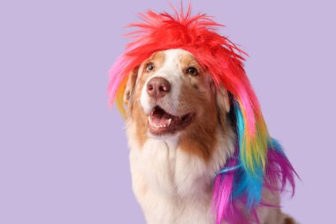 Leylak arka planında renkli peruklu şirin Avustralya çoban köpeği. Nisan 1 Kutlaması