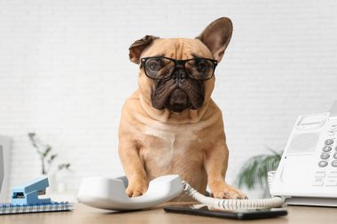 Ofiste oturan gözlüklü ve telefonlu komik Fransız bulldog 'u.