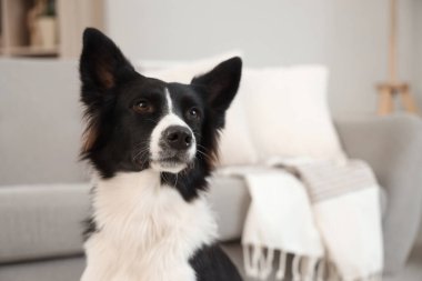 Şirin Border Collie köpeği evde, yakın plan.