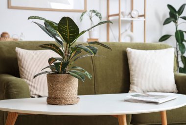 Oturma odasındaki sehpanın üzerinde dergi olan yeşil bitki.