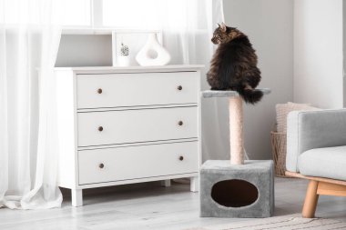 Şirin pofuduk kedi evde tırmalama direğinde oturuyor.