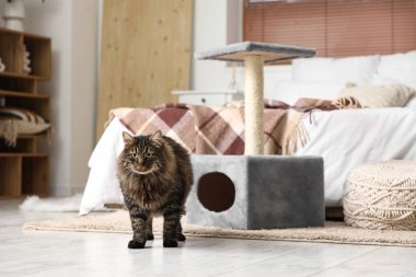 Yatak odasındaki tırmalama direğinin yanındaki sevimli tüylü kedi.