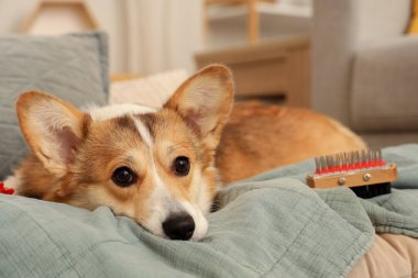 Evcil hayvan yatağında fırçalı şirin Corgi köpeği, yakın plan.