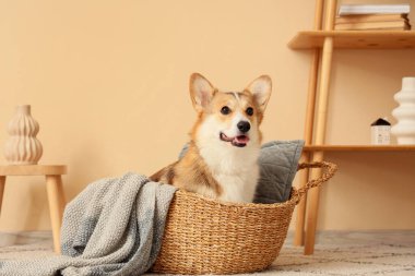Evde hasır sepetinde ekoseli şirin Corgi köpeği