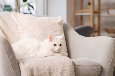 Evdeki koltukta ekoseli şirin beyaz kedi.