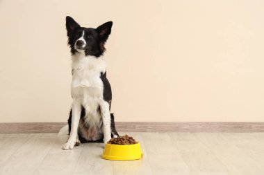 Tatlı Border Collie köpeği ve bej duvarın yanında kuru yiyeceklerle kase.
