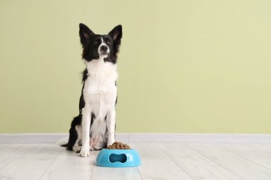 Tatlı Border Collie köpeği ve yeşil duvarın yanında kuru yiyeceklerle dolu bir kase.