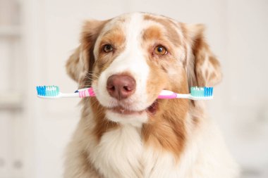 Veteriner kliniğinde diş fırçası olan sevimli Avustralya çoban köpeği, yakın plan. Hayvan Diş Sağlığı Ayı