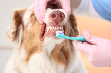 Klinikte şirin bir çoban köpeğinin dişlerini fırçalayan veteriner, yakın plan. Hayvan Diş Sağlığı Ayı