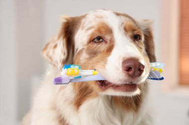 Veteriner kliniğinde diş fırçalı Avustralya çoban köpeği, yakın plan. Hayvan Diş Sağlığı Ayı