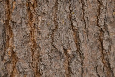Arkaplan olarak ağaç kabuğunun dokusu, yakın plan