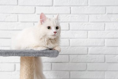 Beyaz tuğla duvarın yanındaki kazıma kazığında yatan sevimli kedi.