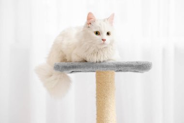 Pencerenin yanındaki tırmalama direğindeki sevimli beyaz kedi