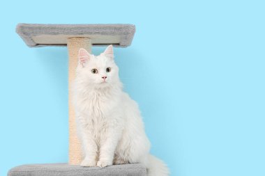 Mavi arka planda tırmalayan sevimli beyaz kedi.