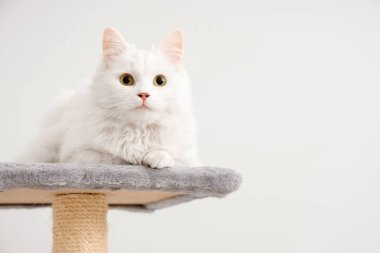 Sevimli beyaz kedi, arka planda kazıma kazığı üzerinde yatıyor.