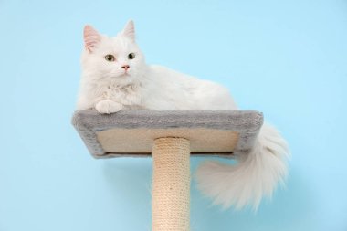 Sevimli beyaz kedi mavi arka planda kazıma direğinde yatıyor.