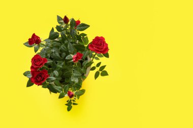 Sarı arka planda saksıda güzel kırmızı bir gül. Üst görünüm