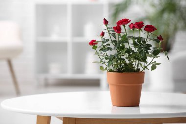 Oturma odasındaki yuvarlak sehpanın üzerinde saksıda güzel kırmızı bir gül. Yakın çekim.