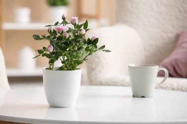 Tencerede güzel pembe bir gül, oturma odasındaki masada da bardak var. Yakın çekim.