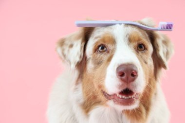Pembe arka planda diş fırçası olan sevimli bir köpek.