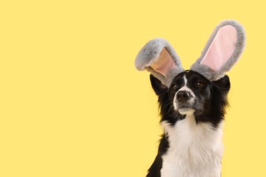 Sarı arka planda tavşan kulaklı Border Collie köpeği. Paskalya kutlaması