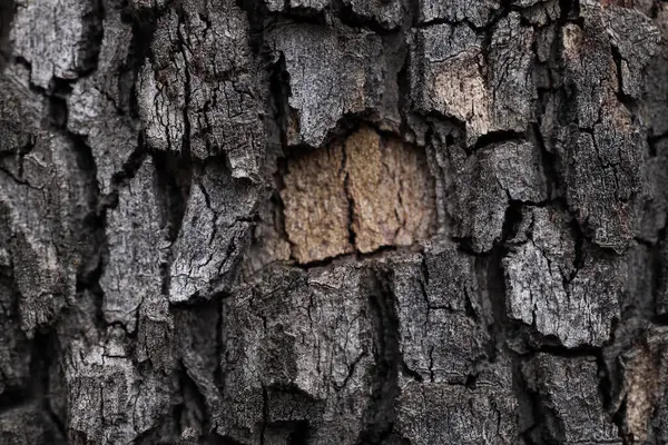 Arkaplan olarak ağaç kabuğunun dokusu, yakın plan
