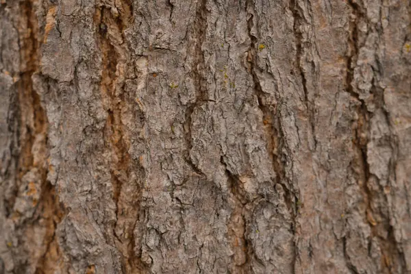 Arkaplan olarak ağaç kabuğunun dokusu, yakın plan