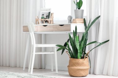 Sansevieria 'nın bulunduğu işyeri aydınlatma odasının penceresinin yanında.
