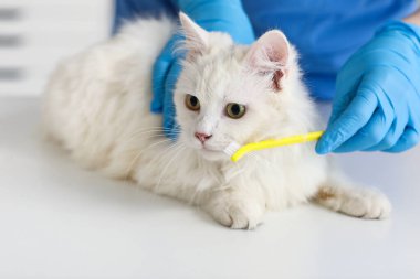 Veteriner kliniğinde dişlerini fırçalayan kadın veteriner. Hayvan Diş Sağlığı Ayı