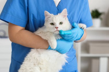 Veteriner kliniğinde dişlerini fırçalayan kadın veteriner. Hayvan Diş Sağlığı Ayı