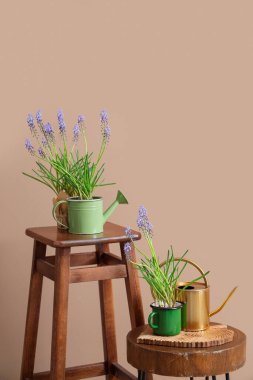 Güzel Muscari çiçekleri ve bej duvarın yanındaki tabureler.