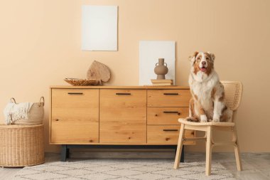 Tatlı Avustralya çoban köpeği oturma odasında sandalyede oturuyor.