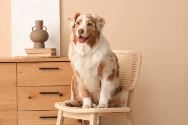 Tatlı Avustralya çoban köpeği oturma odasında sandalyede oturuyor.