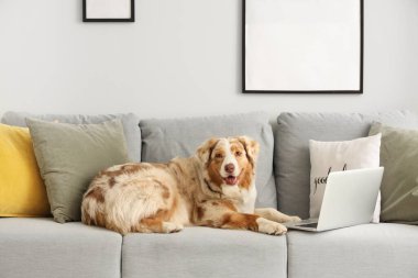 Oturma odasındaki gri kanepede dizüstü bilgisayarı olan şirin Avustralya çoban köpeği.