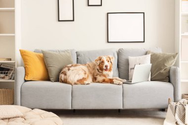 Oturma odasındaki gri kanepede dizüstü bilgisayarı olan şirin Avustralya çoban köpeği.