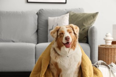 Oturma odasında battaniyeli şirin Avustralya çoban köpeği.