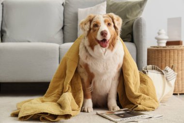 Oturma odasında battaniyeli şirin Avustralya çoban köpeği.