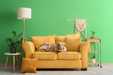 Tatlı Avustralyalı çoban köpeği oturma odasında sarı kanepede yatıyor.